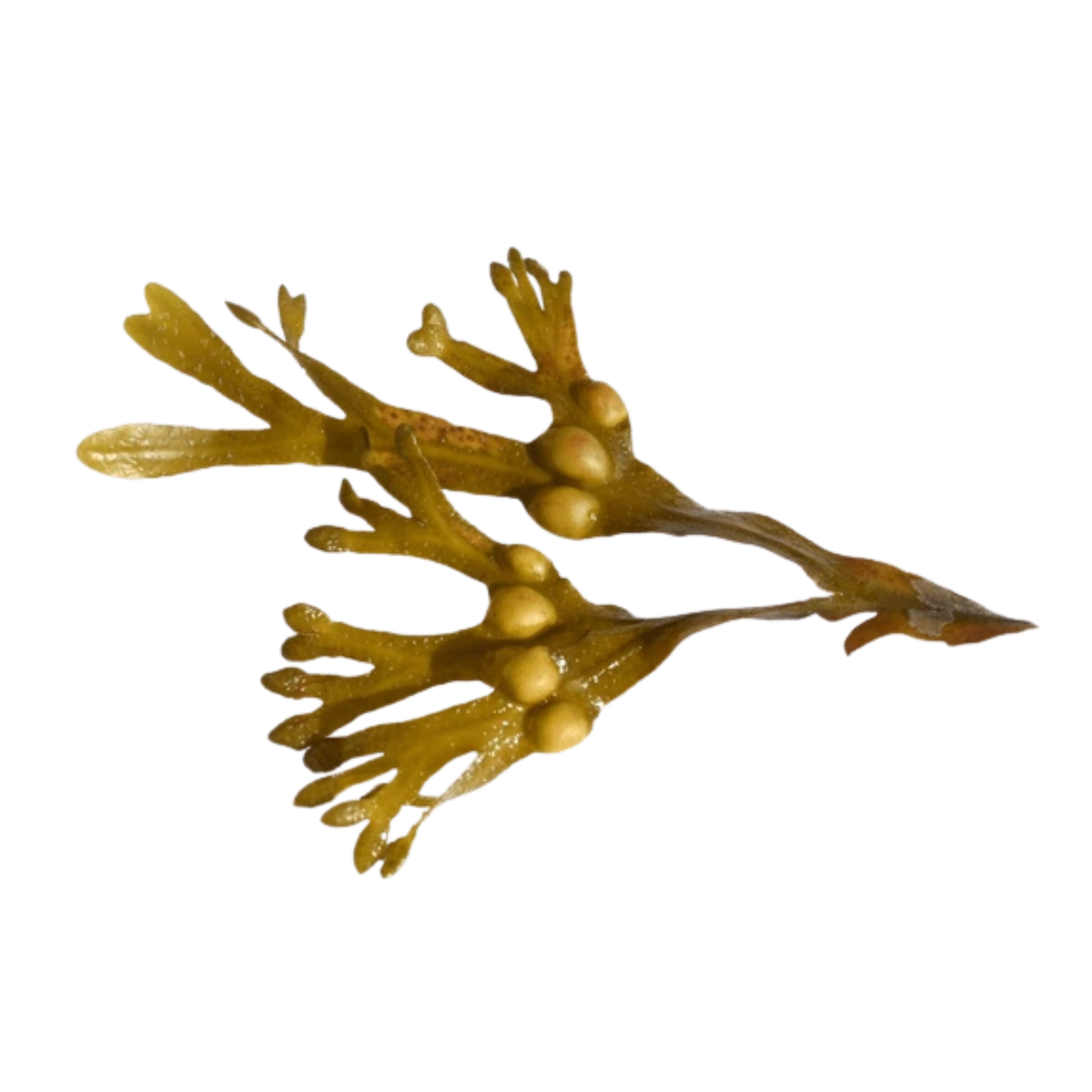 Image of brown seaweed with air bladders on a black background.