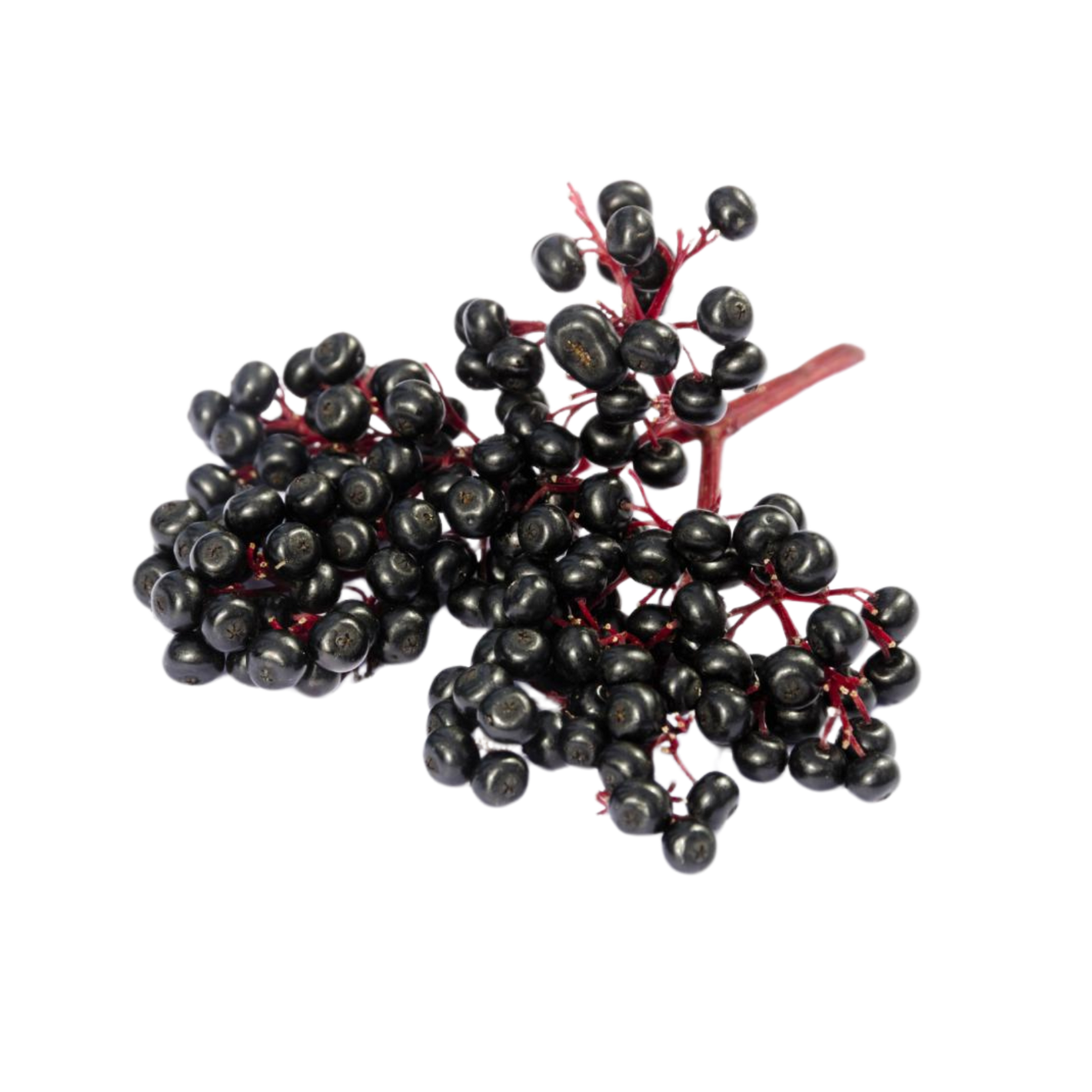 Cluster of ripe black elderberries on red stems.