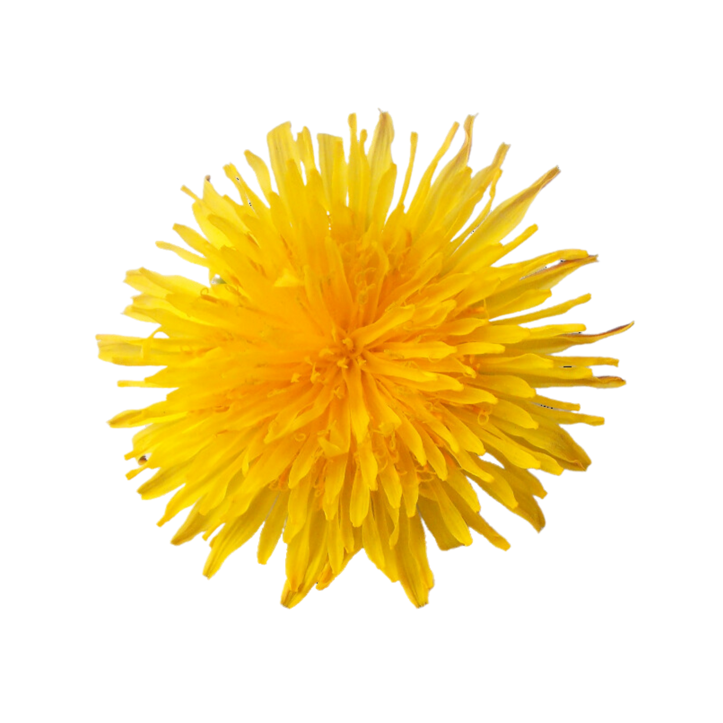 Bright yellow dandelion flower isolated on a black background.