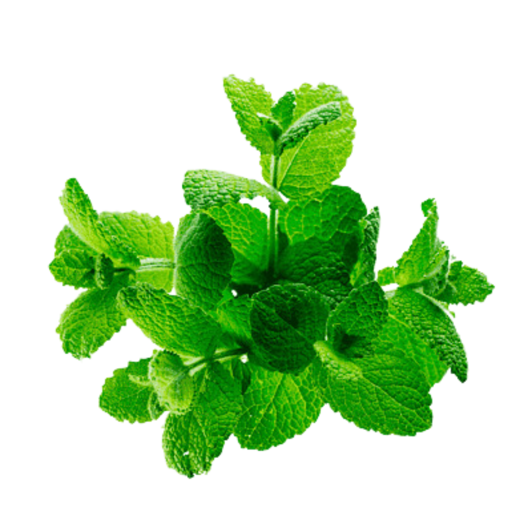 A vibrant bunch of fresh green mint leaves.