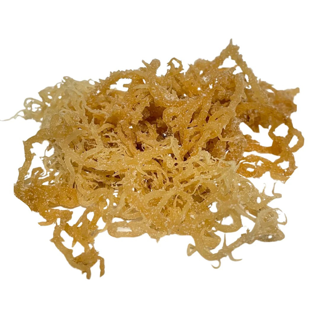 Dried sea moss against a white background.